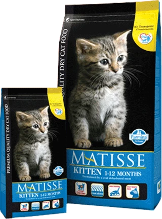 Matisse Kitten - 1,5 Kg 3 Matisse Kitten - 1,5 Kg