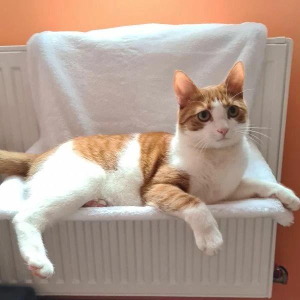 Amaca Da Radiatore Per Gatto Trixie - Crema/marrone - 45x26x31 Cm 4 Amaca Da Radiatore Per Gatto Trixie - Crema/marrone - 45x26x31 Cm - immagine 2