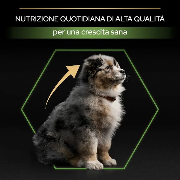 Purina Pro Plan Healthy Start Puppy Medium Crocchette Cane Pollo - 3 Kg 9 Purina Pro Plan Healthy Start Puppy Medium Crocchette Cane Pollo - 3 Kg - immagine 7