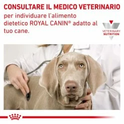 Royal Canin Hypoallergenic Cane - 2 Kg -negozio di articoli per gatti grafiche magento bauzaar 2023 03 27t121434.748