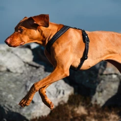 Pettorina Casual A Y Hurtta - Nero - 70-80 Cm -negozio di articoli per gatti grafiche prodotti magento 2021 11 03t100457.690