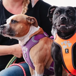 Pettorina Weekend Warrior Hurtta - Nero 40 - 45 Cm 10 Pettorina Weekend Warrior Hurtta - Nero 40 - 45 Cm -negozio di articoli per gatti grafiche prodotti magento 2021 11 03t102634.891