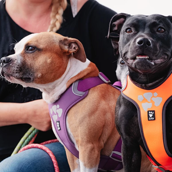 Pettorina Weekend Warrior Hurtta - Nero 40 - 45 Cm 6 Pettorina Weekend Warrior Hurtta - Nero 40 - 45 Cm - immagine 4