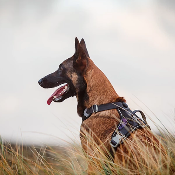 Pettorina Weekend Warrior Hurtta - Nero 40 - 45 Cm 5 Pettorina Weekend Warrior Hurtta - Nero 40 - 45 Cm - immagine 3