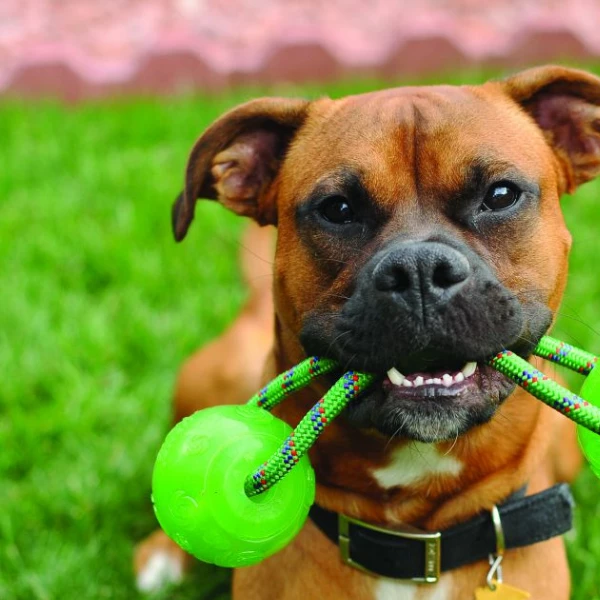 Kong Squeezz Ball Con Maniglia - Colori Assortiti - Medium 5 Kong Squeezz Ball Con Maniglia - Colori Assortiti - Medium - immagine 3