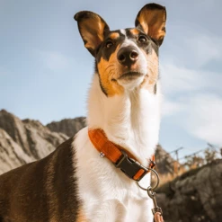 Collari Casual Hurtta - Rosso Sottobosco - 30-40 Cm -negozio di articoli per gatti grafiche prodotti magento 600x600 2022 03 25t104342.986