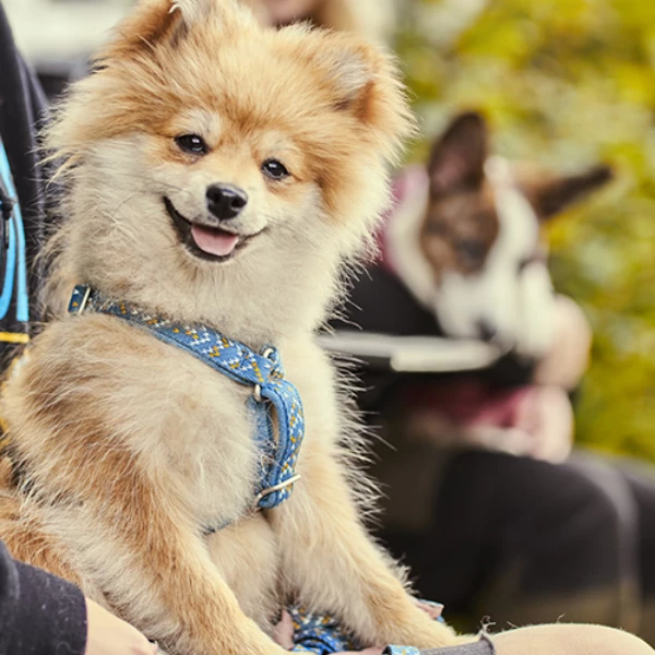 Pettorina Razzle Dazzle A Y Hurtta - Lampone - 65-80 Cm 7 Pettorina Razzle Dazzle A Y Hurtta - Lampone - 65-80 Cm - immagine 5