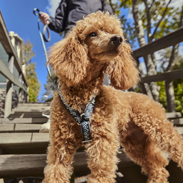 Pettorina Razzle Dazzle A Y Hurtta - Lampone - 65-80 Cm 6 Pettorina Razzle Dazzle A Y Hurtta - Lampone - 65-80 Cm - immagine 4