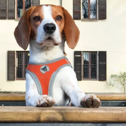 Pettorina Reflective Croci Hiking - Fucsia-L -negozio di articoli per gatti grafiche prodotti magento 600x600 2022 04 21t123643.365