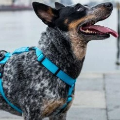 Zee.Dog Pettorina Ad H Zee Dog - Ultimate Blue-Large -negozio di articoli per gatti grafiche prodotti magento 600x600 2022 06 07t160945.039