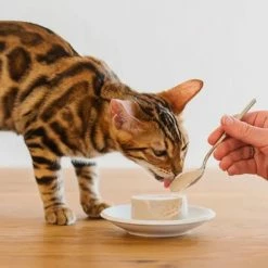 Schesir Umido Per Gatti Kitten Care Mousse Lattina 85 Gr - Tonnetto -negozio di articoli per gatti grafiche prodotti magento 600x600 2022 07 12t111413.599