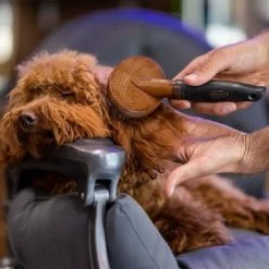 Cardatore Vintage In Legno Barbershop Croci - 1 Pezzo - 19,5x12,5x4 Cm 16 Cardatore Vintage In Legno Barbershop Croci - 1 Pezzo - 19,5x12,5x4 Cm -negozio di articoli per gatti grafiche prodotti magento 600x600 2022 10 27t173419.097