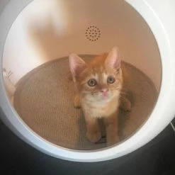 Cuccia Tecnologica Domus Croci - 1 Pezzo 14 Cuccia Tecnologica Domus Croci - 1 Pezzo -negozio di articoli per gatti grafiche prodotti magento 600x600 2022 10 27t174630.709