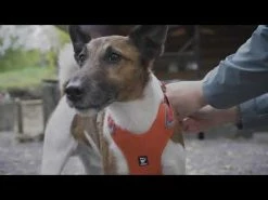 Pettorina Weekend Warrior Hurtta - Nero 40 - 45 Cm 11 Pettorina Weekend Warrior Hurtta - Nero 40 - 45 Cm -negozio di articoli per gatti hqdefault 5 1