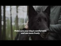 Pettorina Razzle Dazzle A Y Hurtta - Lampone - 65-80 Cm 10 Pettorina Razzle Dazzle A Y Hurtta - Lampone - 65-80 Cm -negozio di articoli per gatti hqdefault 5 29