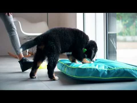 Ferplast Cuscino Jolly Nero - JOLLY 85 - 83x50 Cm 4 Ferplast Cuscino Jolly Nero - JOLLY 85 - 83x50 Cm - immagine 2